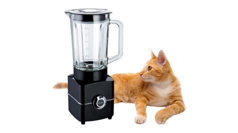 cat blender footage|What Is The Disturbing Cat Blender Video And Why Are They。